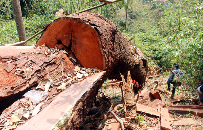 Nhiều cây gỗ to bị xẻ thịt trong khu bảo tồn ở Quảng Nam